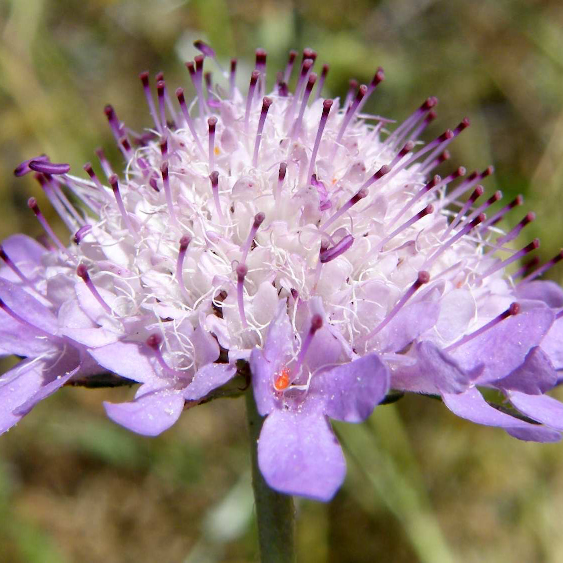 Organic Scabious Seeds – Non-GMO Blooms for Bee & Butterfly Gardens