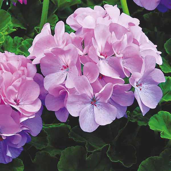 Violet Univalve Geranium Flower Seeds for Planting Perfect for Borders Heirloom & GMO Free Seeds for Home Garden
Sale