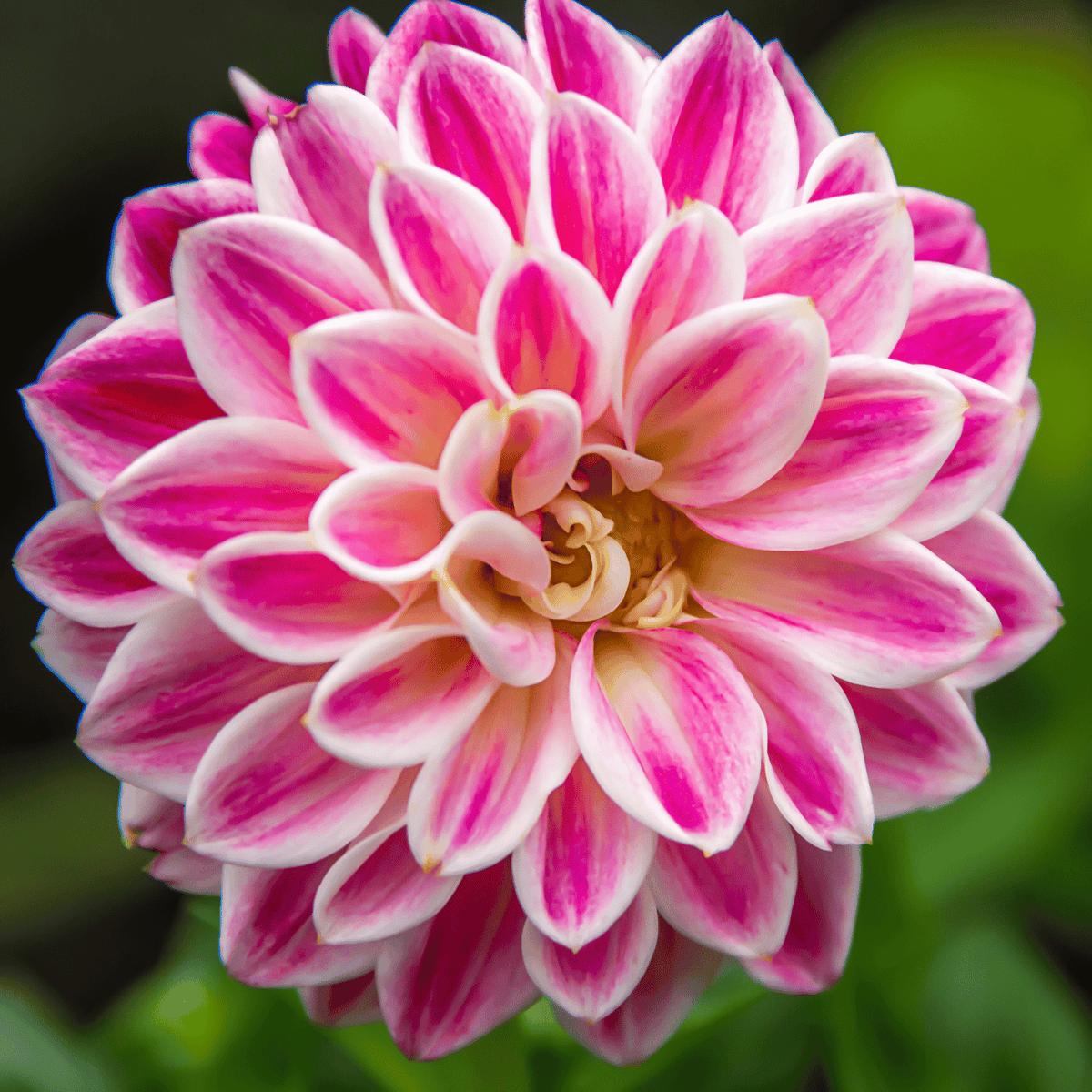 Zinnia White Pink Flower seeds for Planting - Garden Favorite, Heirloom & GMO Free Seeds for Home Garden
Sale for planting in home garden.