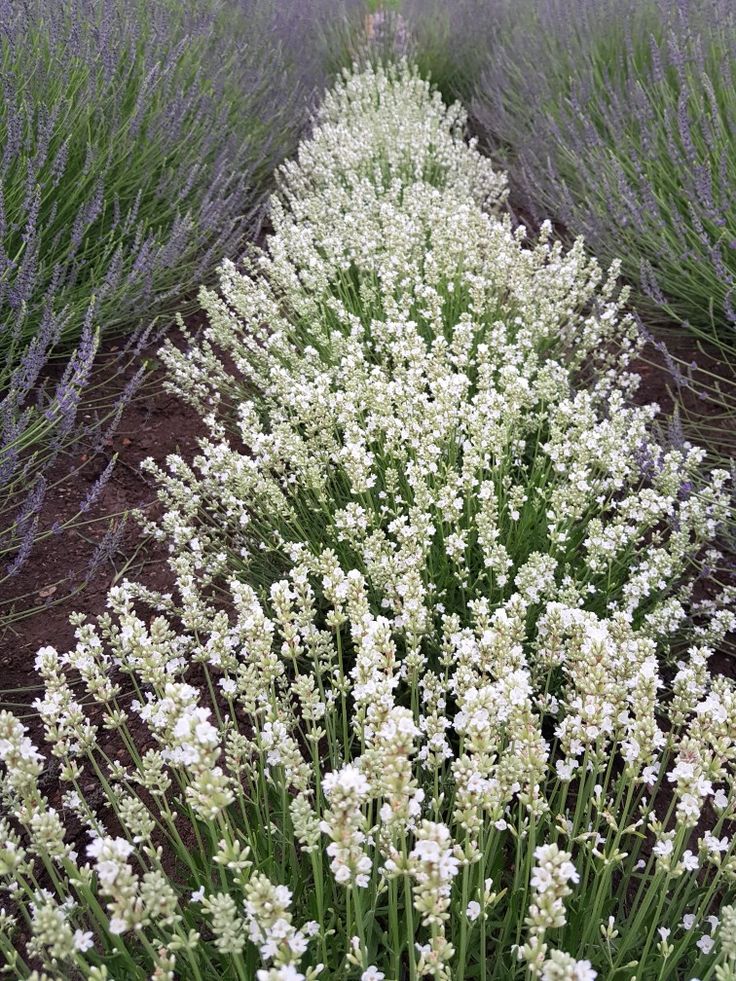 Lavender Flower seeds for Planting - Cut Flower Favorite, Heirloom & GMO Free Seeds for Home Garden