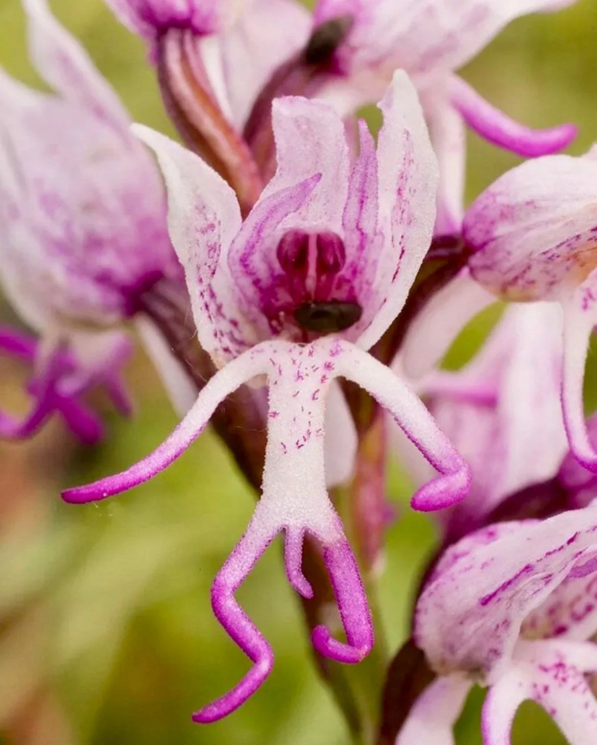 Purple Naked Man Orchid Flower seeds for Planting - Perfect for Borders, Heirloom & GMO Free Seeds for Home Garden