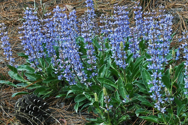 Sky Blue Lupine Flower seeds for Planting - Seasonal Bloomer, Heirloom & GMO Free Seeds for Home Garden