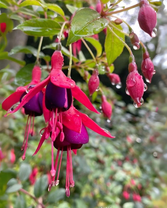 Purple Fuchsia Flower seeds for Planting - Easy to Grow, Heirloom & GMO Free Seeds for Home Garden Sale