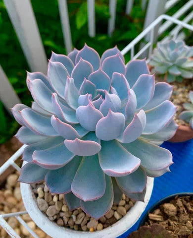 Sky Blue Succulent Flower seeds for Planting - Drought Tolerant, Heirloom & GMO Free Seeds for Home Garden