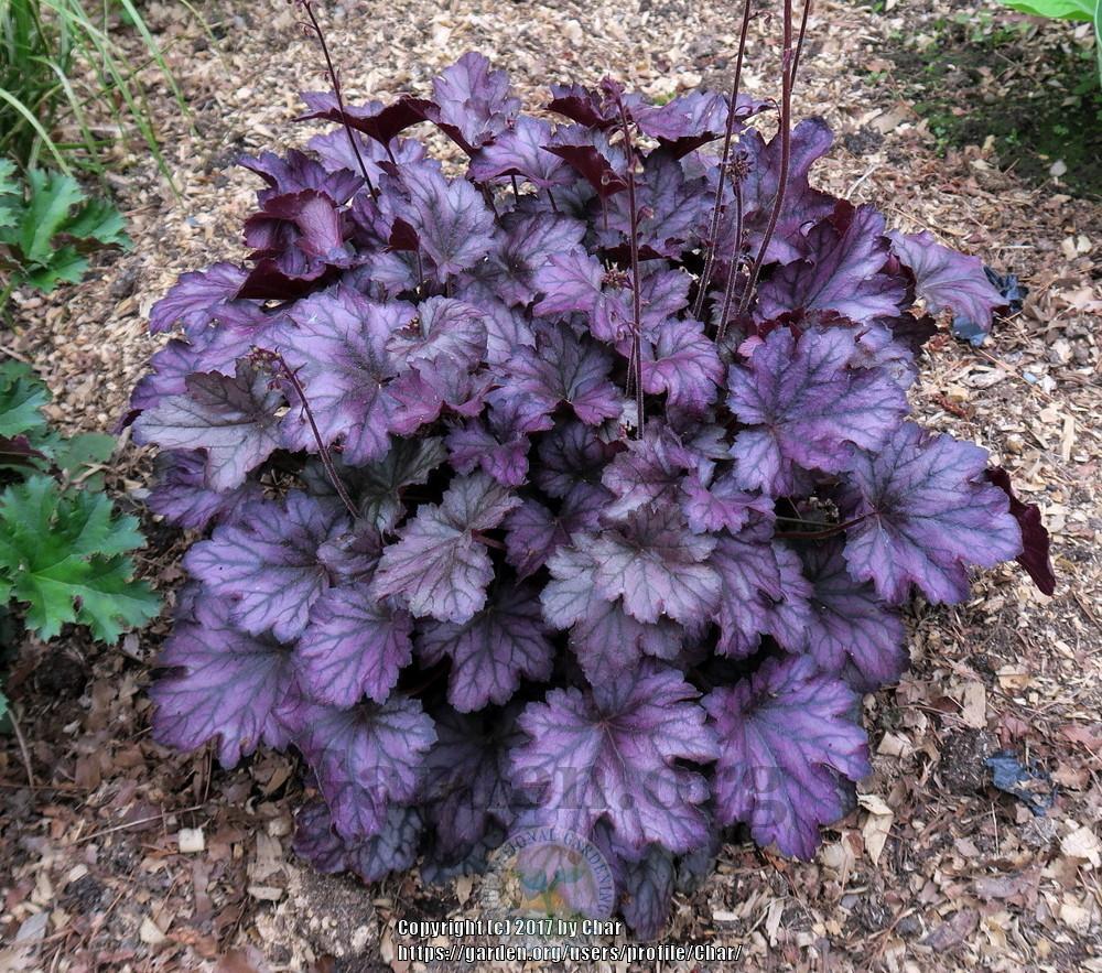 Purple Heuchera Flower seeds for Planting - Pollinator Friendly, Heirloom & GMO Free Seeds for Home Garden