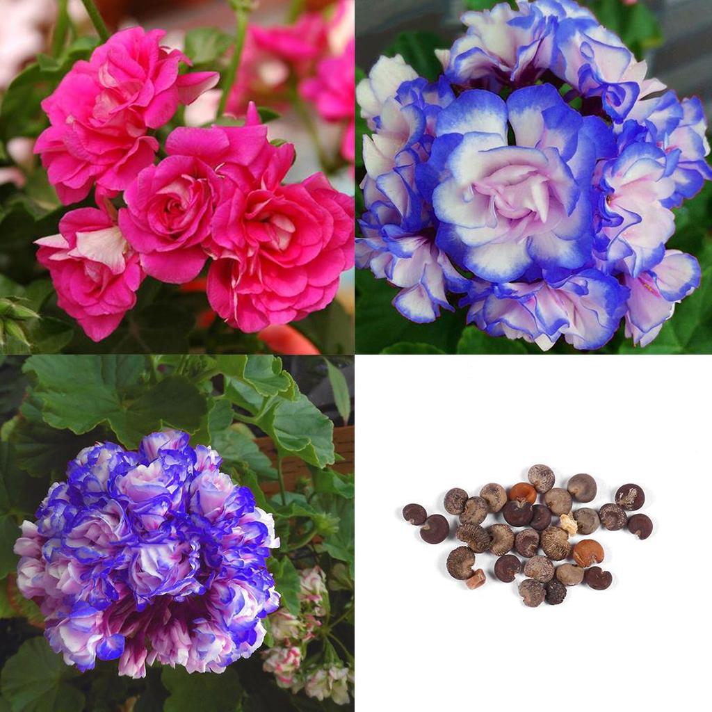 Blue Light Pink Geranium Flower Seeds for Planting Sun Loving Heirloom & GMO Free Seeds for Home Garden
Sale