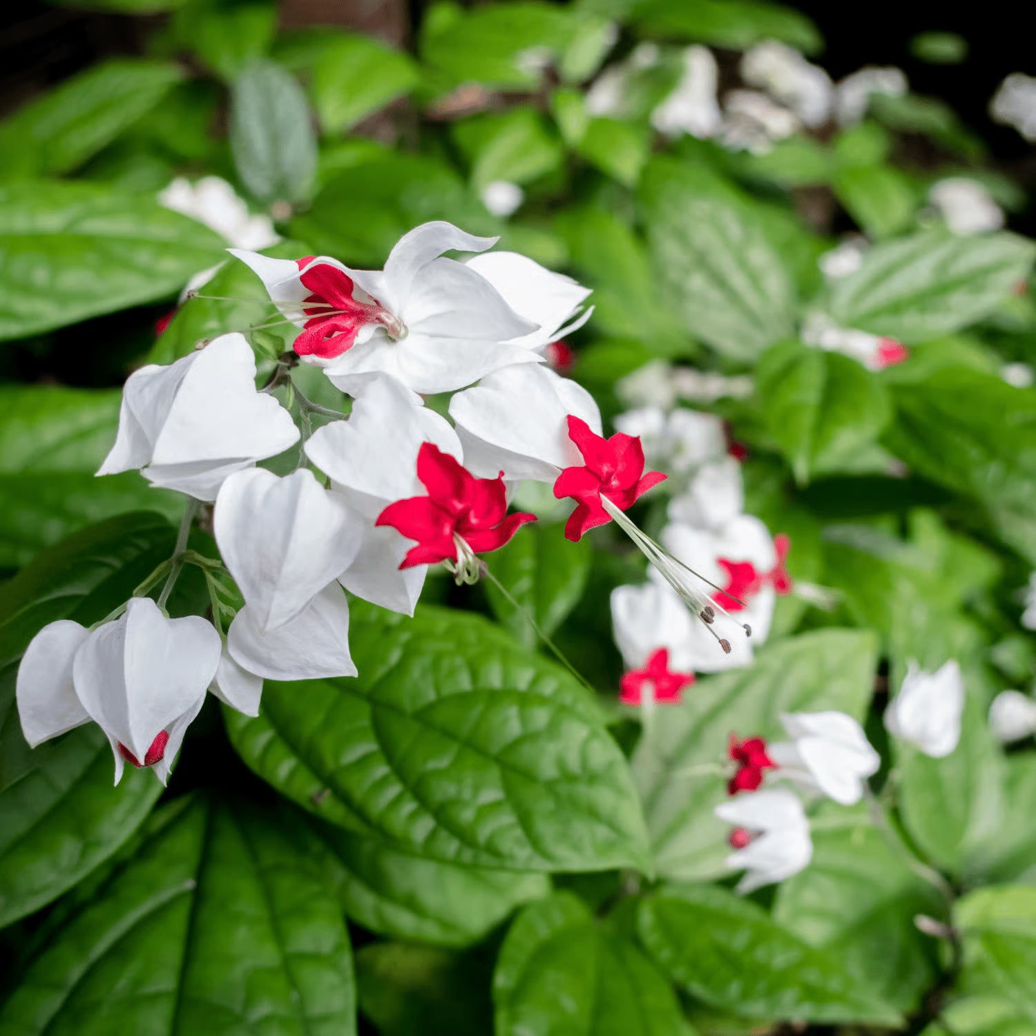 Bleeding Heart Flower Seeds for Planting Heirloom Non-GMO Seeds