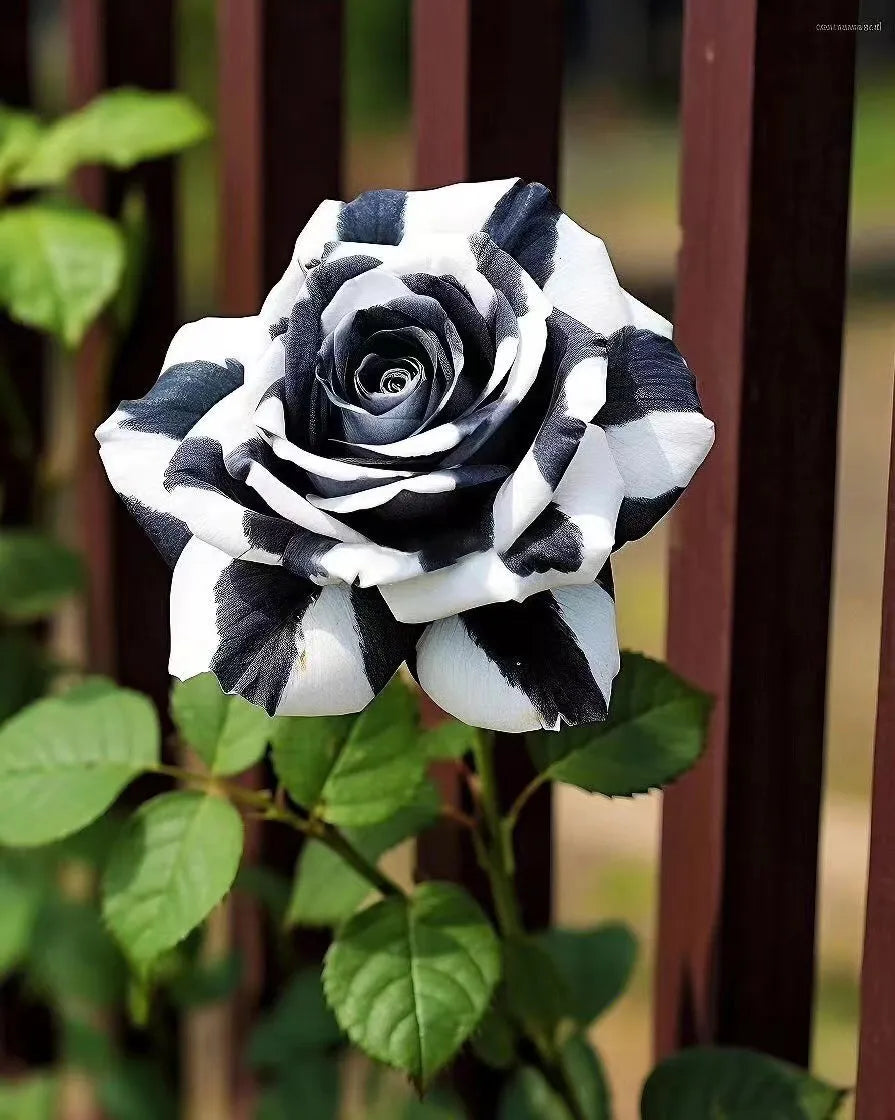 Black and White Rose Flower seeds for Planting - Garden Favorite, Heirloom & GMO Free Seeds for Home Garden