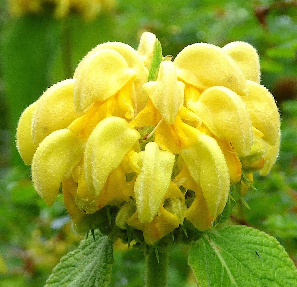 Yellow Jerusalem Sage Flower seeds for Planting - Easy to Grow, Heirloom & GMO Free Seeds for Home Garden