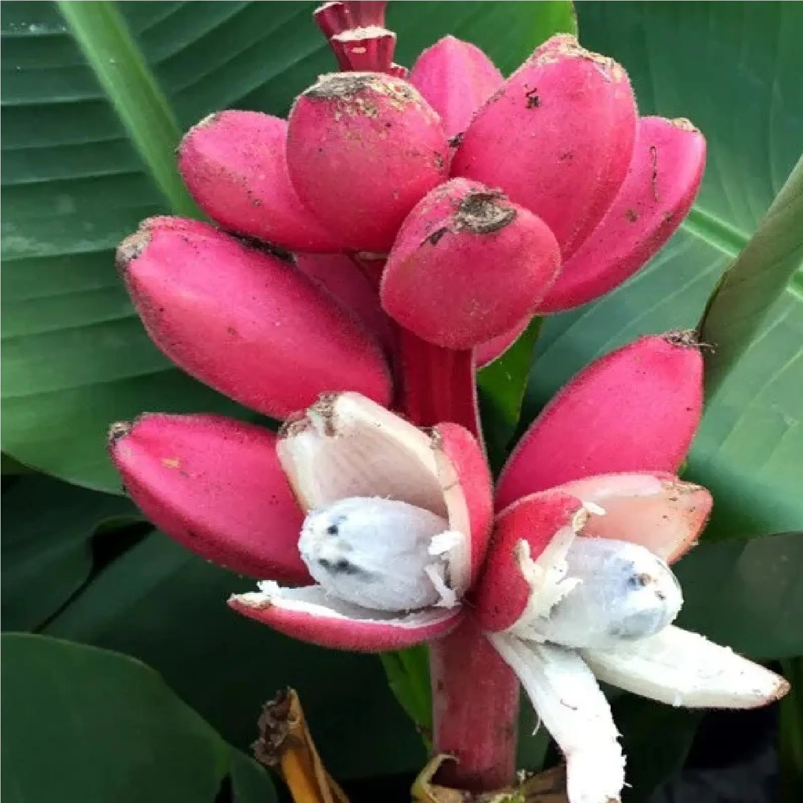 Pink Banana Fruit Seeds for Easy Planting