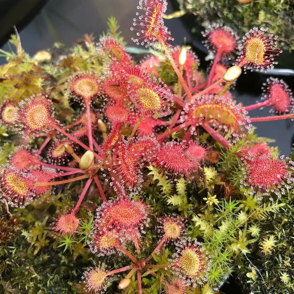 Green Red Sundew Flower seeds for Planting Fragrant Blossoms Heirloom & GMO Free Seeds for Home Garden
Sale