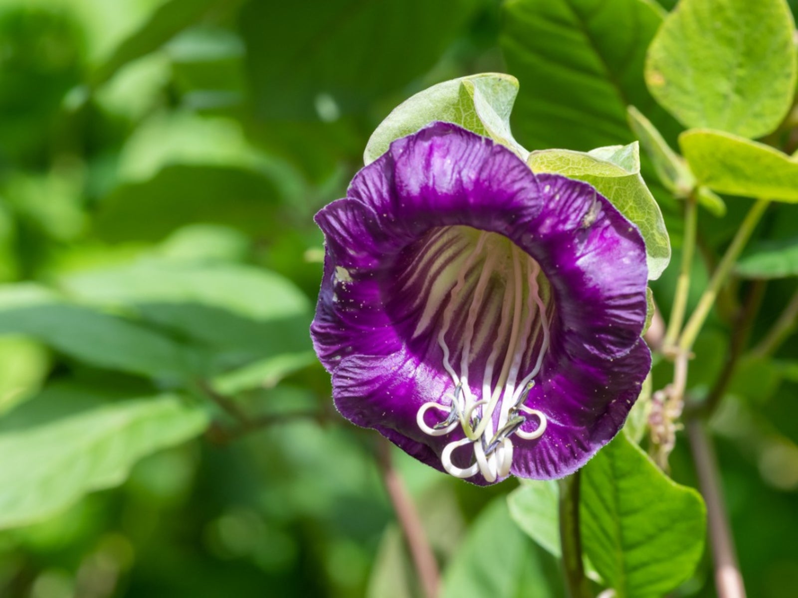 Cup & Saucer Flower seeds for Planting Wildflower Mix Heirloom & GMO Free Seeds for Home Garden