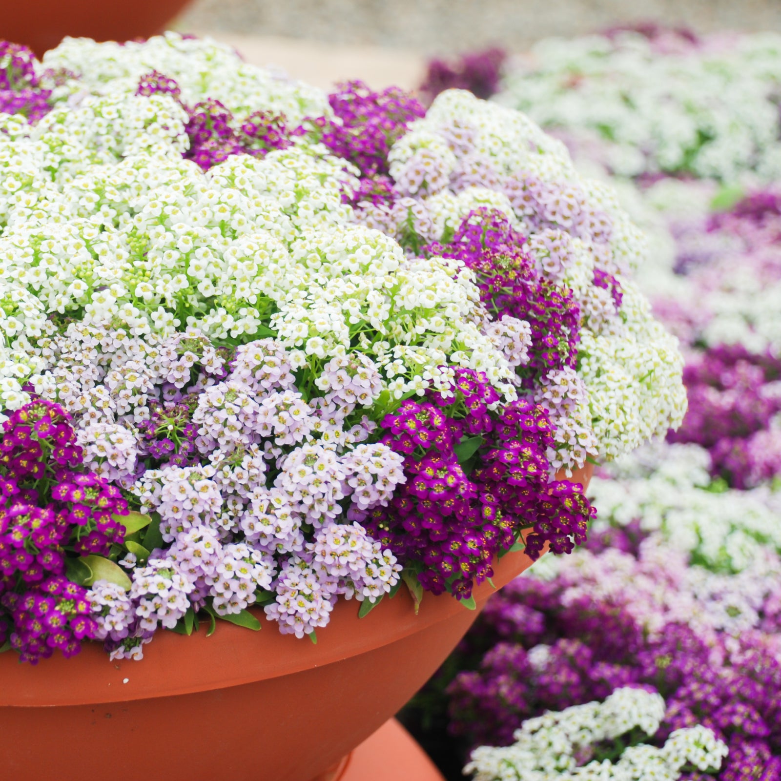 Lobularia Maritima Flower seeds for Planting - Pollinator Friendly, Heirloom & GMO Free Seeds for Home Garden