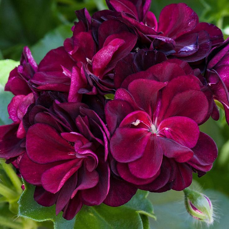 Maroon Big Blooms Geranium Flower Seeds for Planting Wildflower Mix Heirloom & GMO Free Seeds for Home Garden
Sale