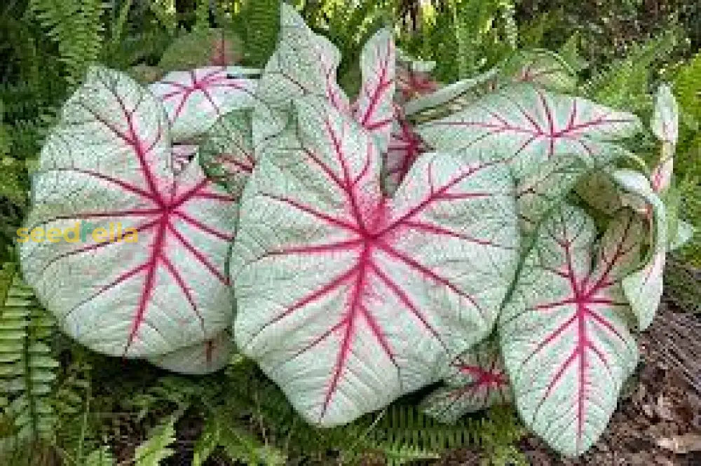 Caladium Bicolor Flower Seeds For Planting Lush Colorful Foliage Ideal Garden Or Indoor