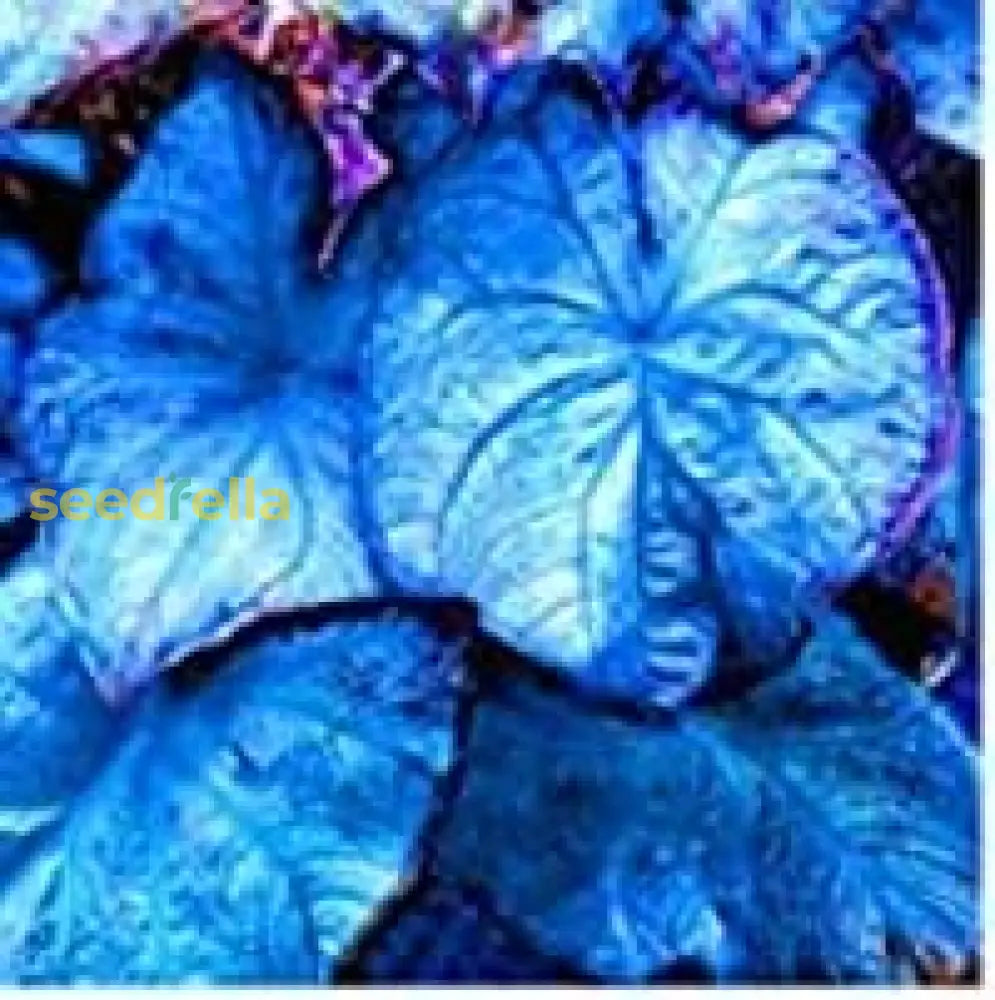 Caladium Bicolor Seeds For Planting Stunning Sky Blue Foliage Flower