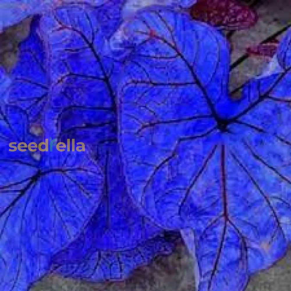 Caladium Bicolor Seeds For Planting Stunning Sky Blue Foliage Flower
