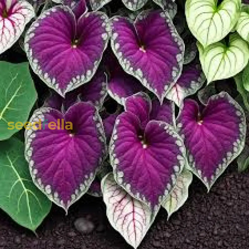 Caladium Bicolor Violet Flower Seeds Easy Planting For Vibrant Gardens Plant Seeds