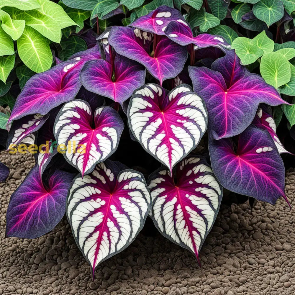 Caladium Bicolor Violet Flower Seeds Easy Planting For Vibrant Gardens Plant Seeds