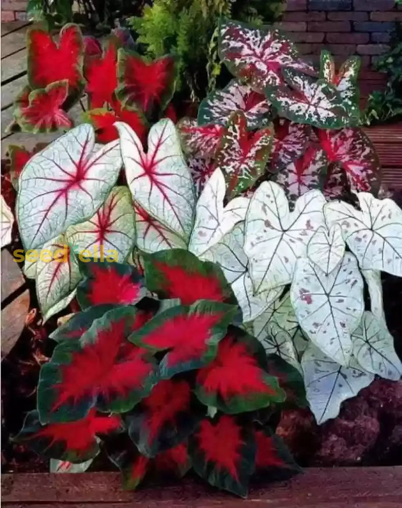 Caladium Mix Seeds For Planting Vibrant Foliage Garden And Indoors Flower