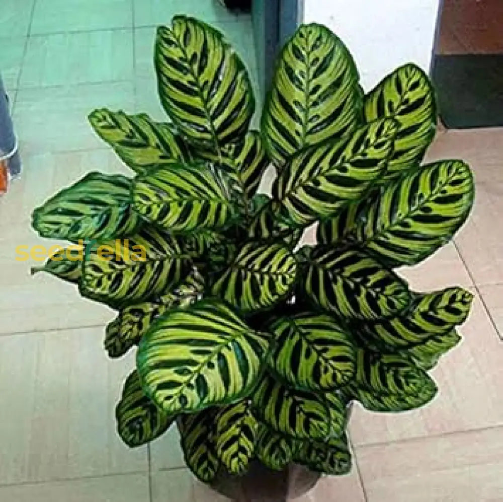 Green Calathea seeds germinating indoors