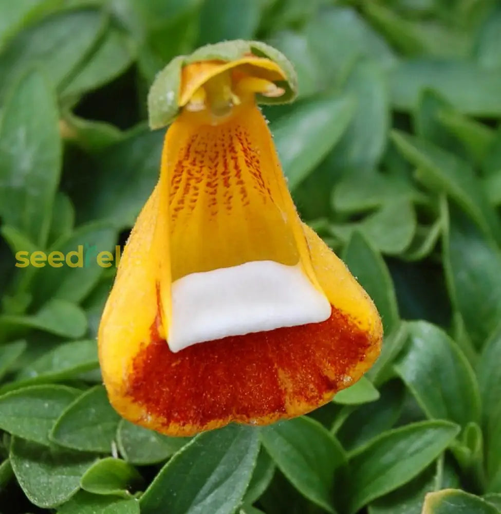 Calceolaria Uniflora Flower Seeds For Planting Unique And Vibrant Blooms