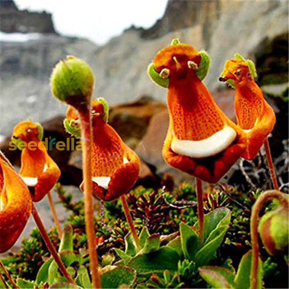 Calceolaria Uniflora Flower Seeds For Planting Unique And Vibrant Blooms
