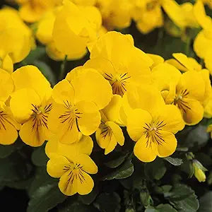 Calibrachoa flower seeds for planting bright yellow blooms