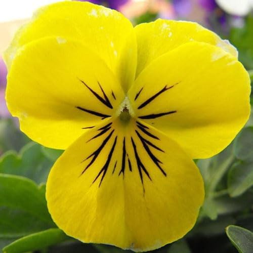 Calibrachoa growing guide for containers and borders