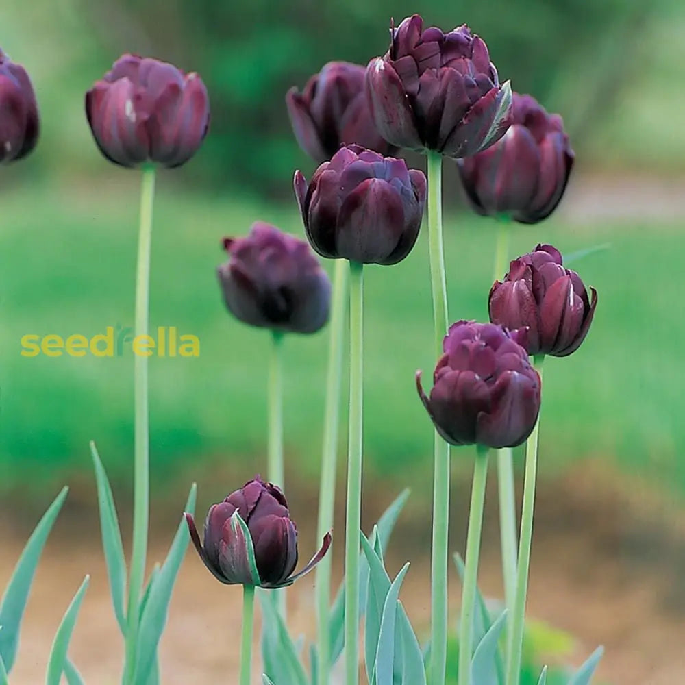 California Poppy Flower Tulip Black Seeds For Planting - Elegant Purple Stunning Gardens 100 Pcs
