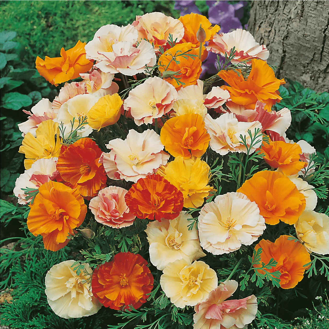 California Poppy Mix Seeds – Organic Non-GMO Colorful Wildflower Blend