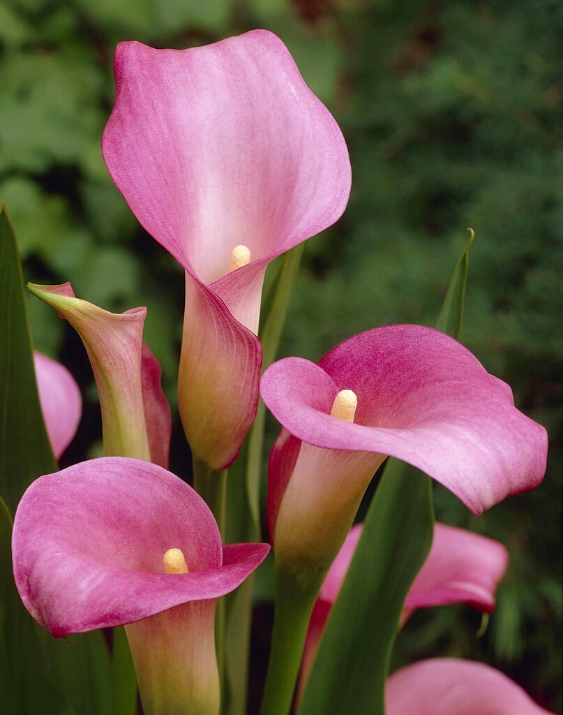 Calla seeds for vibrant long-lasting blooms