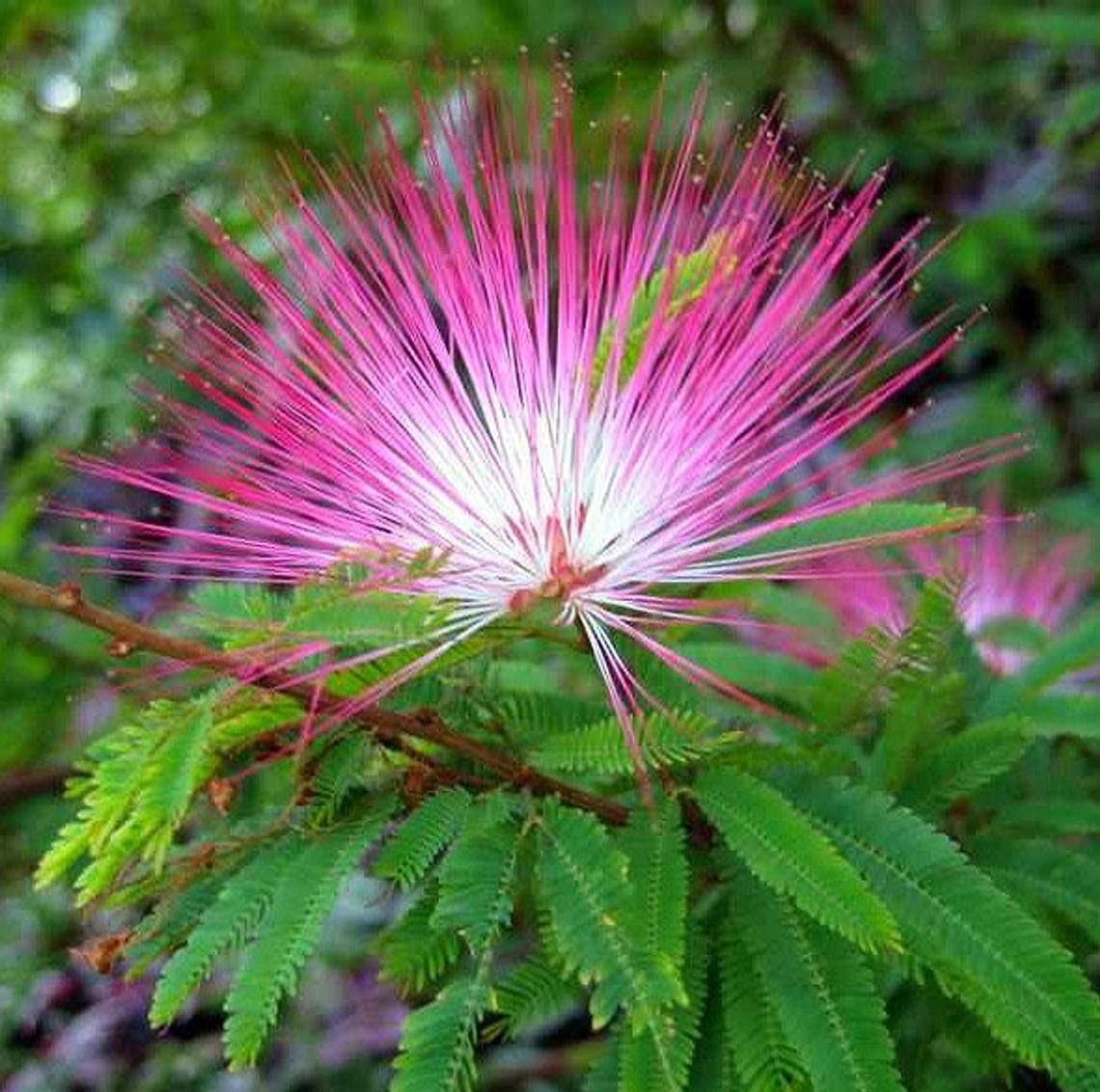 Pink Calliandra Eriophylla seeds for vibrant garden blooms