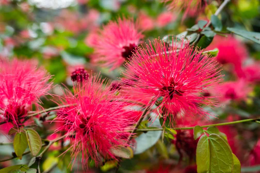 Easy to grow Pink Calliandra Eriophylla seeds for containers