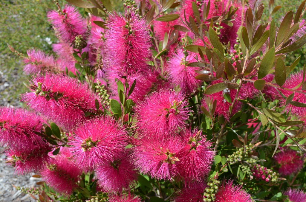 Pink Bottle Brush Flower seeds for Planting - Long Bloom Season, Heirloom & GMO Free Seeds for Home Garden