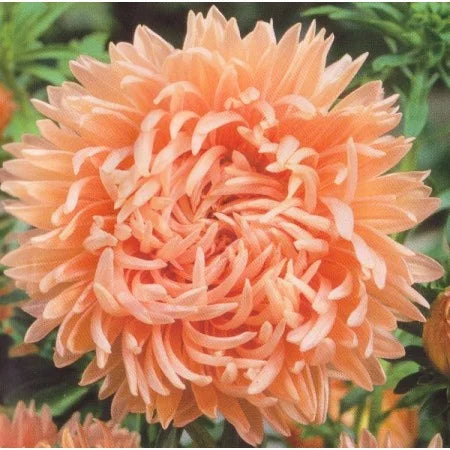 Chrysanthemum Pink Yellow Flower seeds for Planting - Compact Growth, Heirloom & GMO Free Seeds for Home Garden