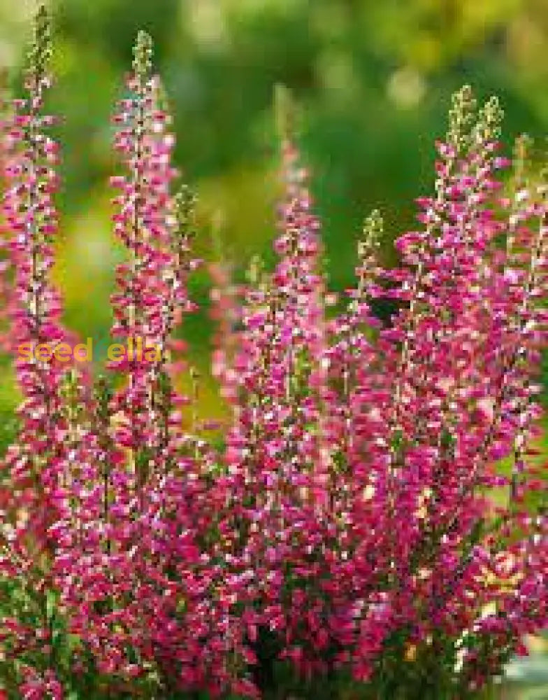 Calluna Vulgaris Flower Planting Seeds - Vibrant Perennial Garden For Your Outdoor Space