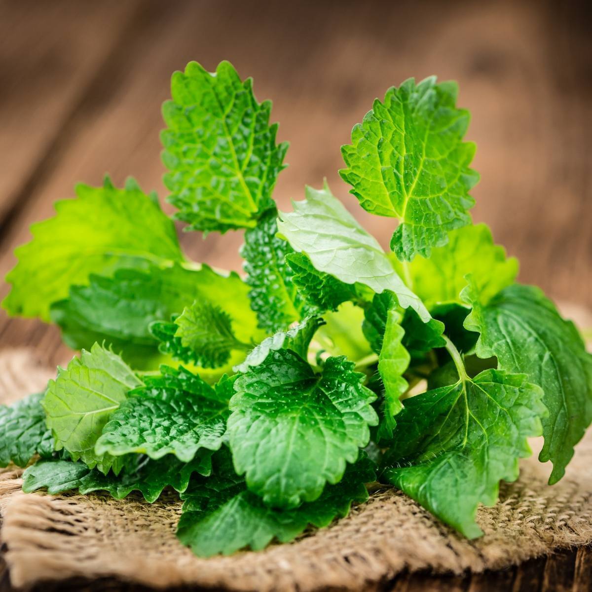 Organic Lemon Balm Plant Seeds – Calming Herbal Tea Garden Plant