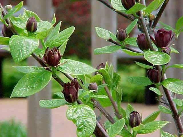 Calycanthus floridus seeds grown as a woodland ornamental shrub