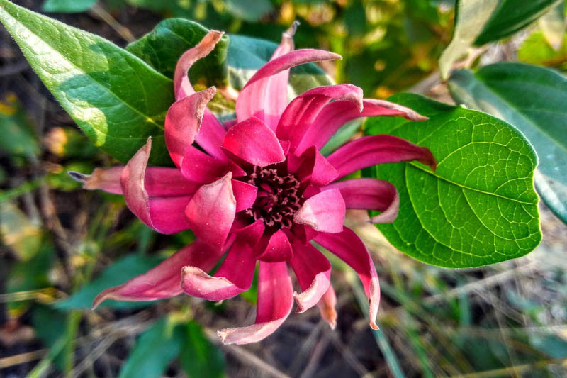 Maroon Carolina Allspice Flower seeds for Planting - Garden Favorite, Heirloom & GMO Free Seeds for Home Garden