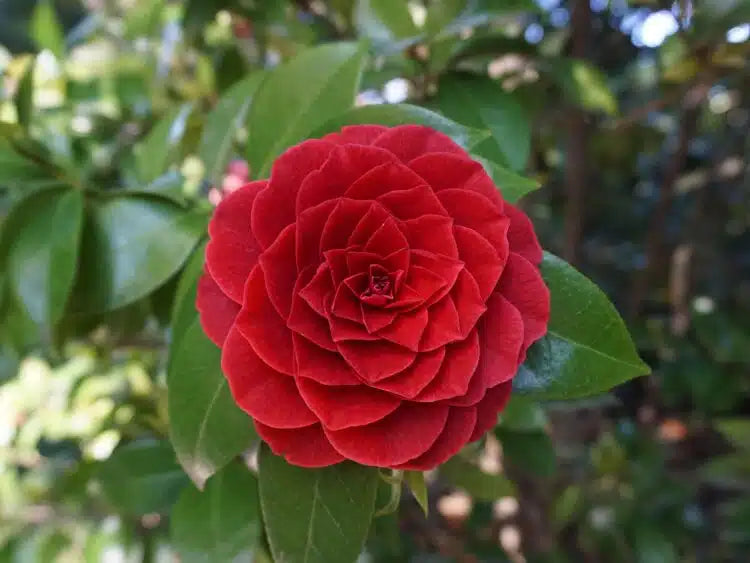 Burgundy Camellia Flower seeds for Planting - Cottage Garden Essential, Heirloom & GMO Free Seeds for Home Garden