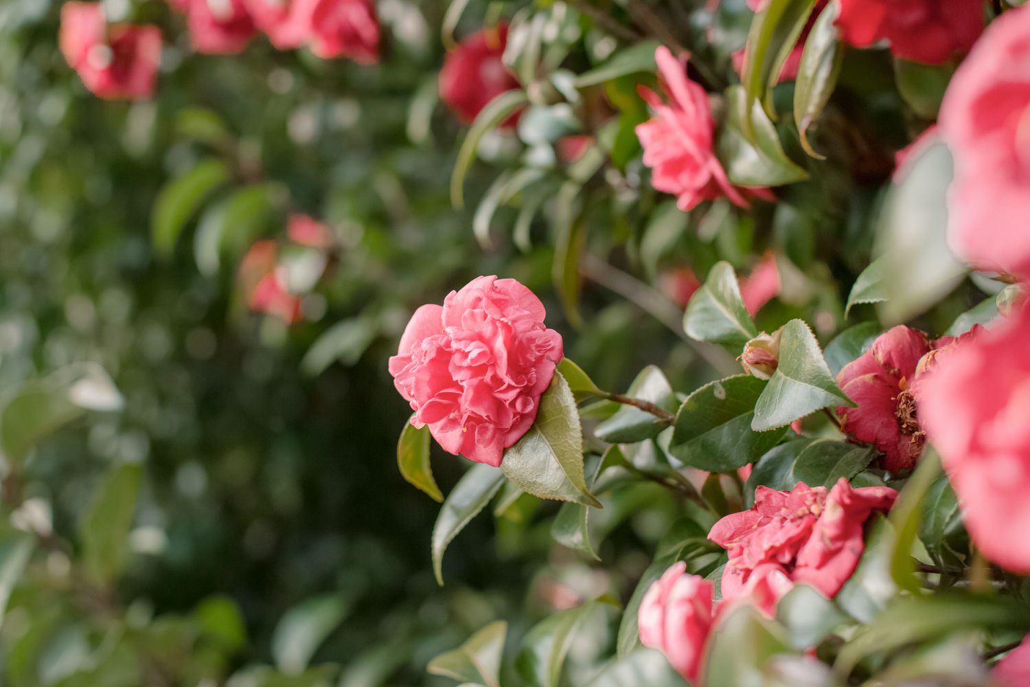 Pink Amellia Flower Planting Seed for Plantings for Planting - Vibrant Pink Blooms for Your Garden Heirloom Non-GMO Seed