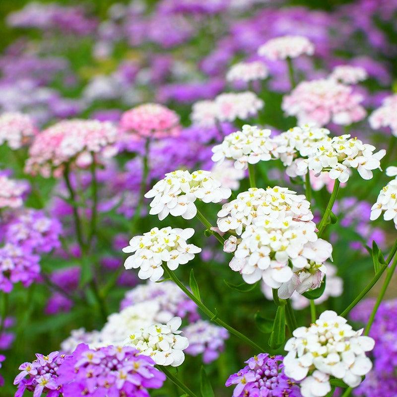 Purple & Pink Iberis Candytuft Mix Seeds for Stunning Garden Color growing in home gardens, containers, raised beds, and outdoor landscapes