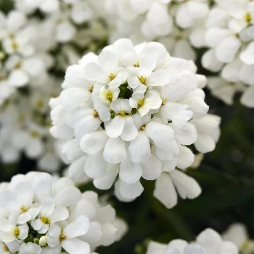 White Candytuf Flower seeds for Planting - Premium Quality, Heirloom & GMO Free Seeds for Home Garden