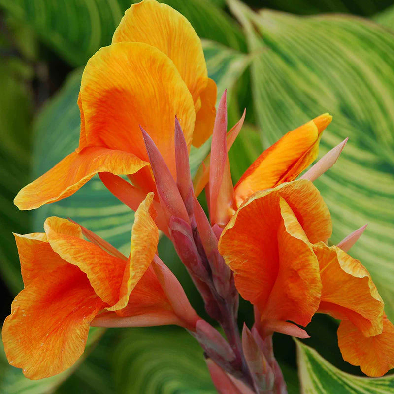 Orange Indica Flower seeds blooming in flower beds, containers, borders, and pollinator-friendly gardens