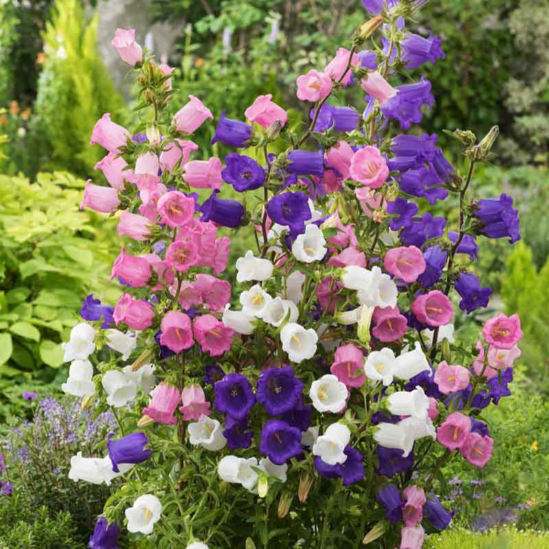 Heirloom Canterbury Flower seeds blooming in flower beds, containers, borders, and pollinator-friendly gardens