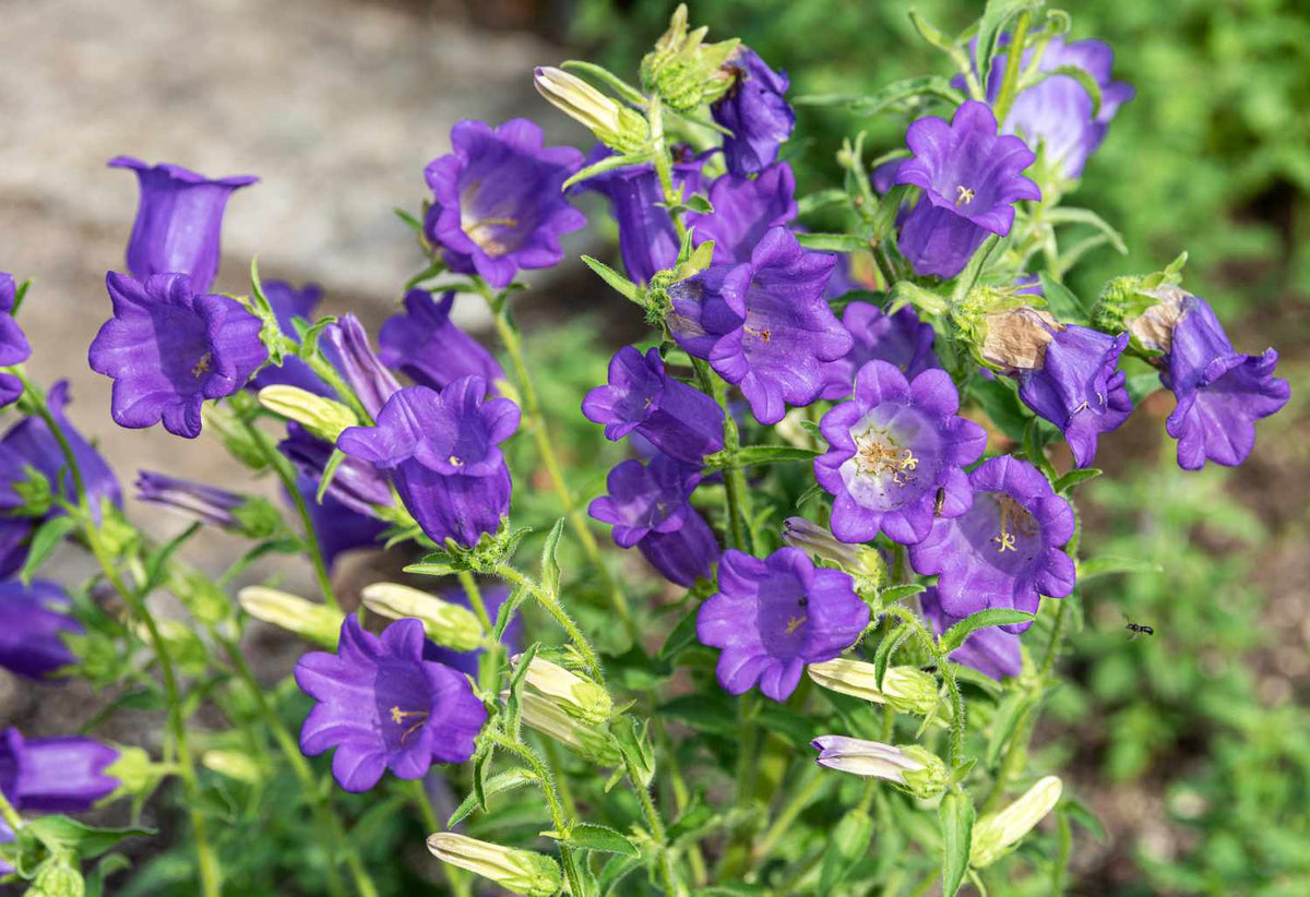 Violet Canterbury Bells Flower Seeds Flower seeds for Planting Wildflower Mix Heirloom & GMO Free Seeds for Home Garden
Sale for planting in home garden