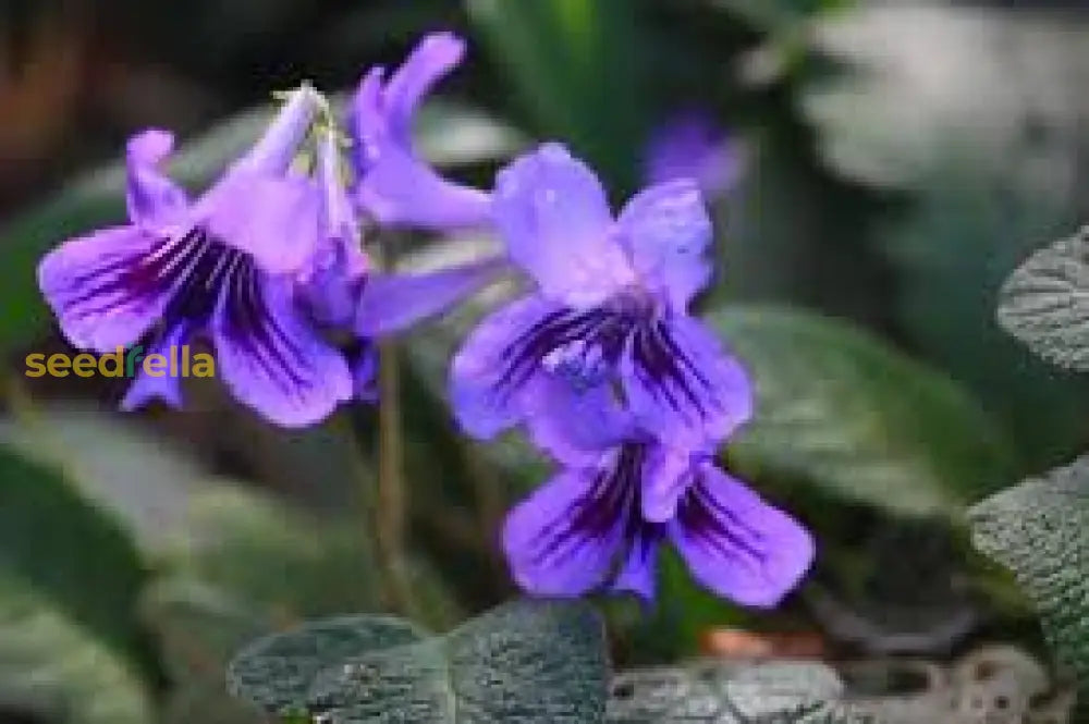 Cape Primrose Seeds For Planting Vibrant Flower Your Garden