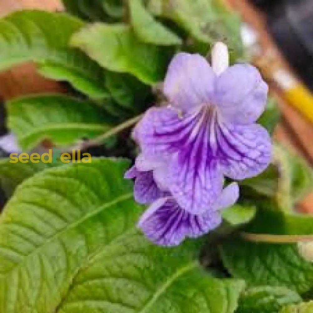 Cape Primrose Seeds For Planting Vibrant Flower Your Garden