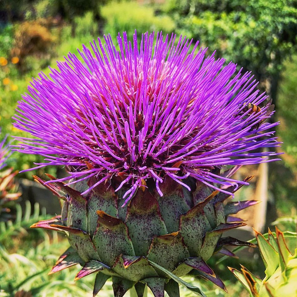 Violet Cardunculus Flower seeds for Planting - Garden Favorite, Heirloom & GMO Free Seeds for Home Garden